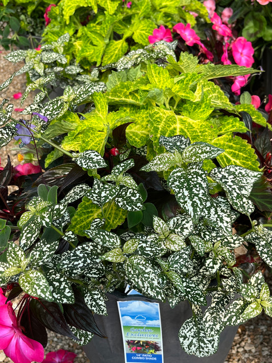 Patio Pots, Flowering Combo Mix, SHADE