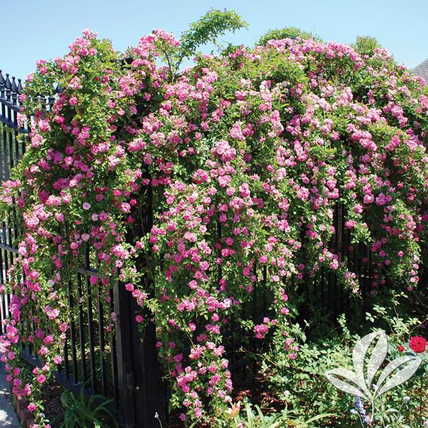 Rose, Climbing 'Peggy Martin' (Rosa)