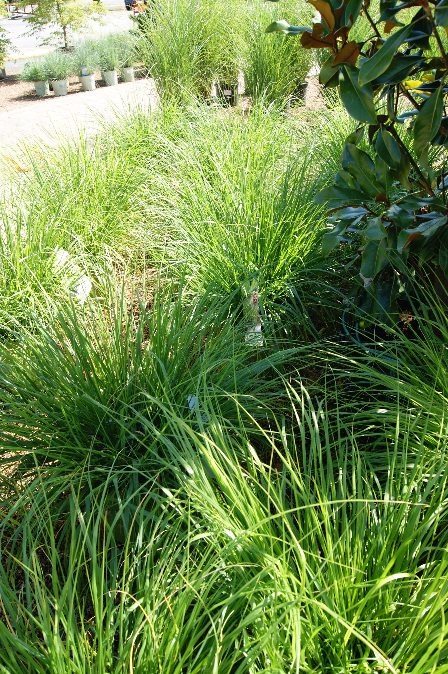 Pennisetum alopecuroides 'Hush Puppy'