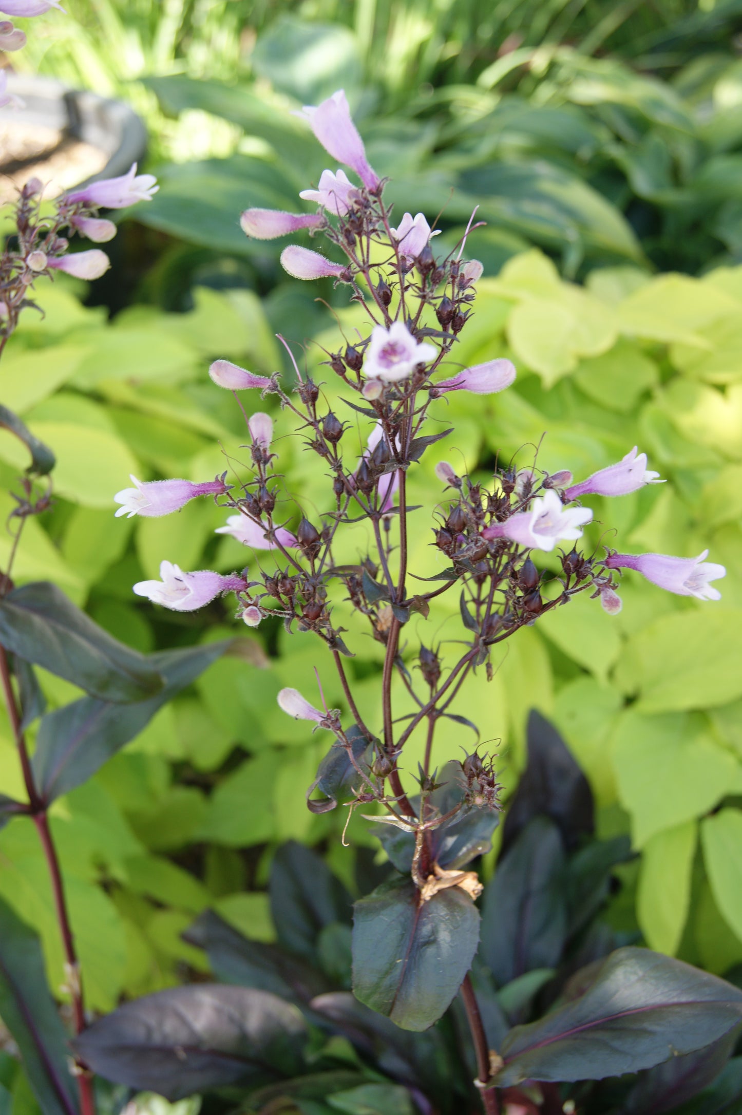 Penstemon 'Dark Towers'