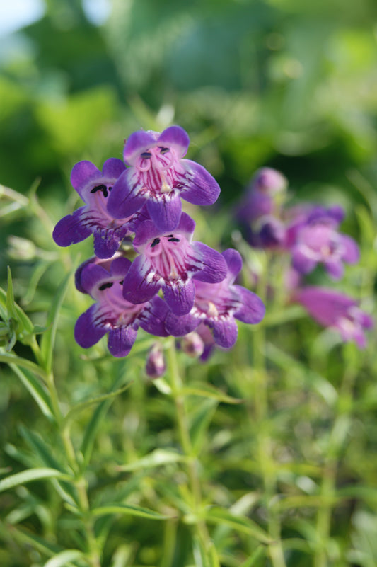 Penstemon 'Harlequin Purple'