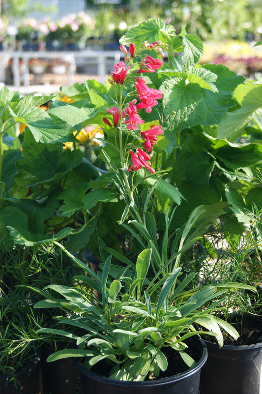 Penstemon barbatus 'Riding Hood Red'