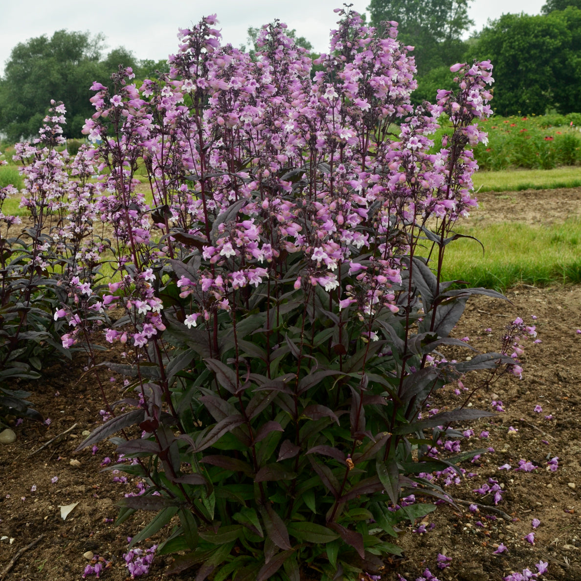 Beardtongue 'Midnight Masquerade' (Penstemon)