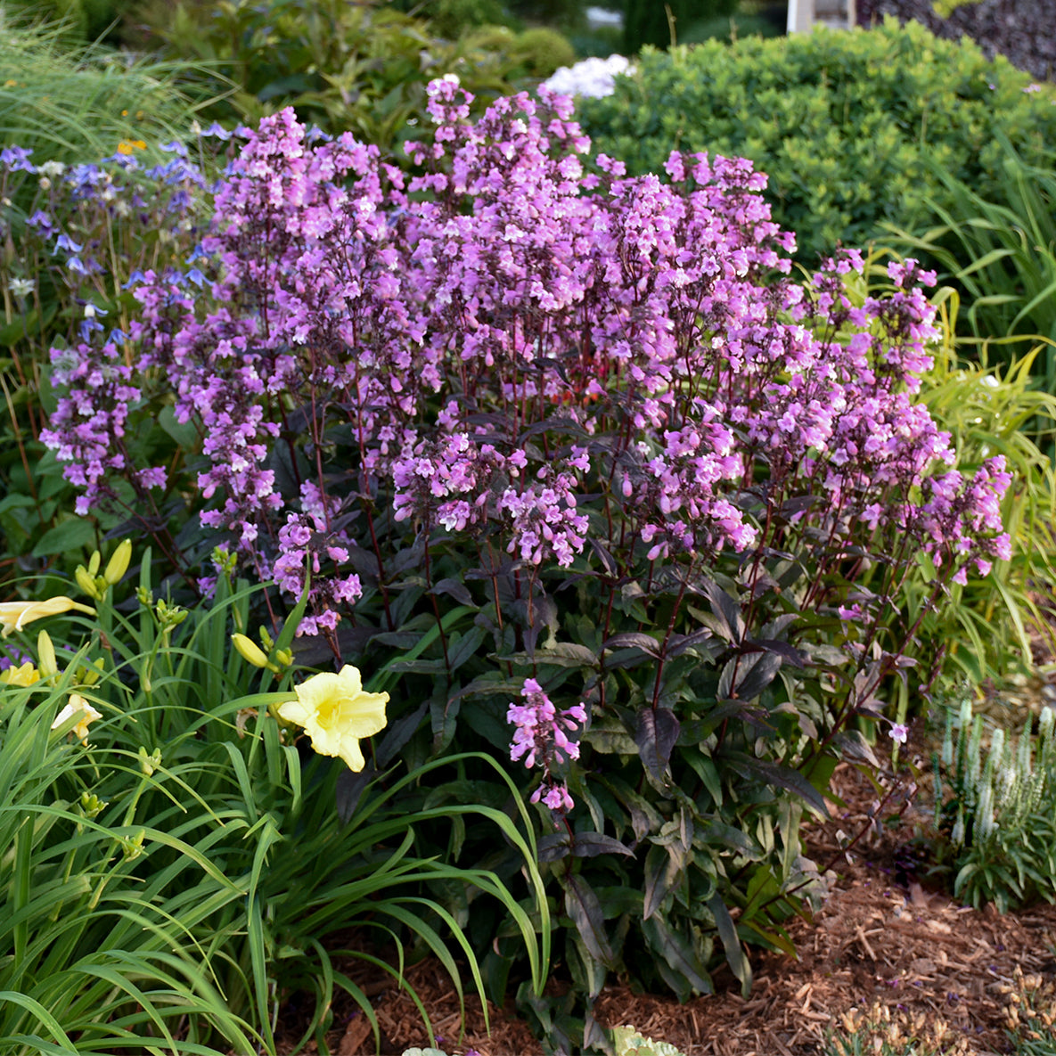 Beardtongue 'Midnight Masquerade' (Penstemon)