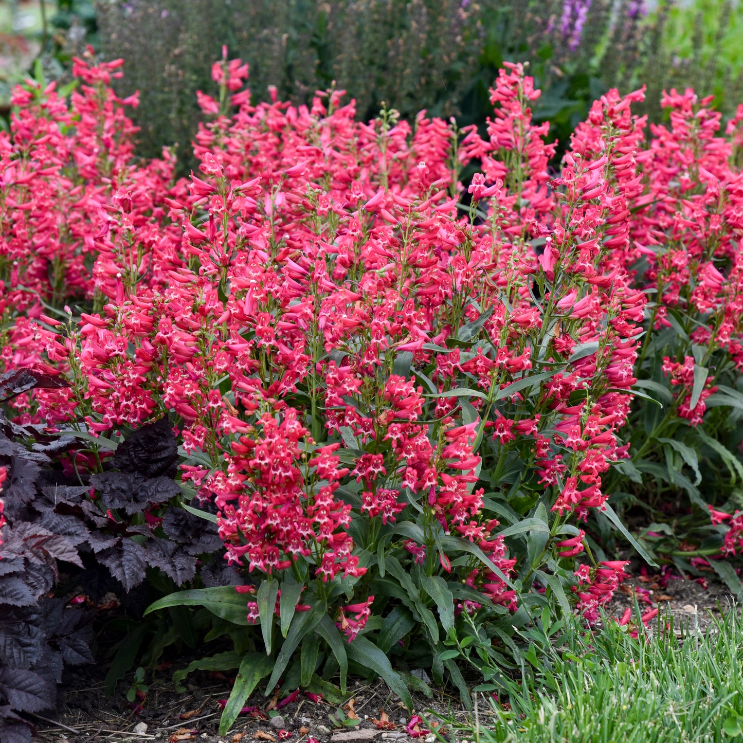 Beardtongue Bejeweled 'Rose Rhinestone' (Penstemon)