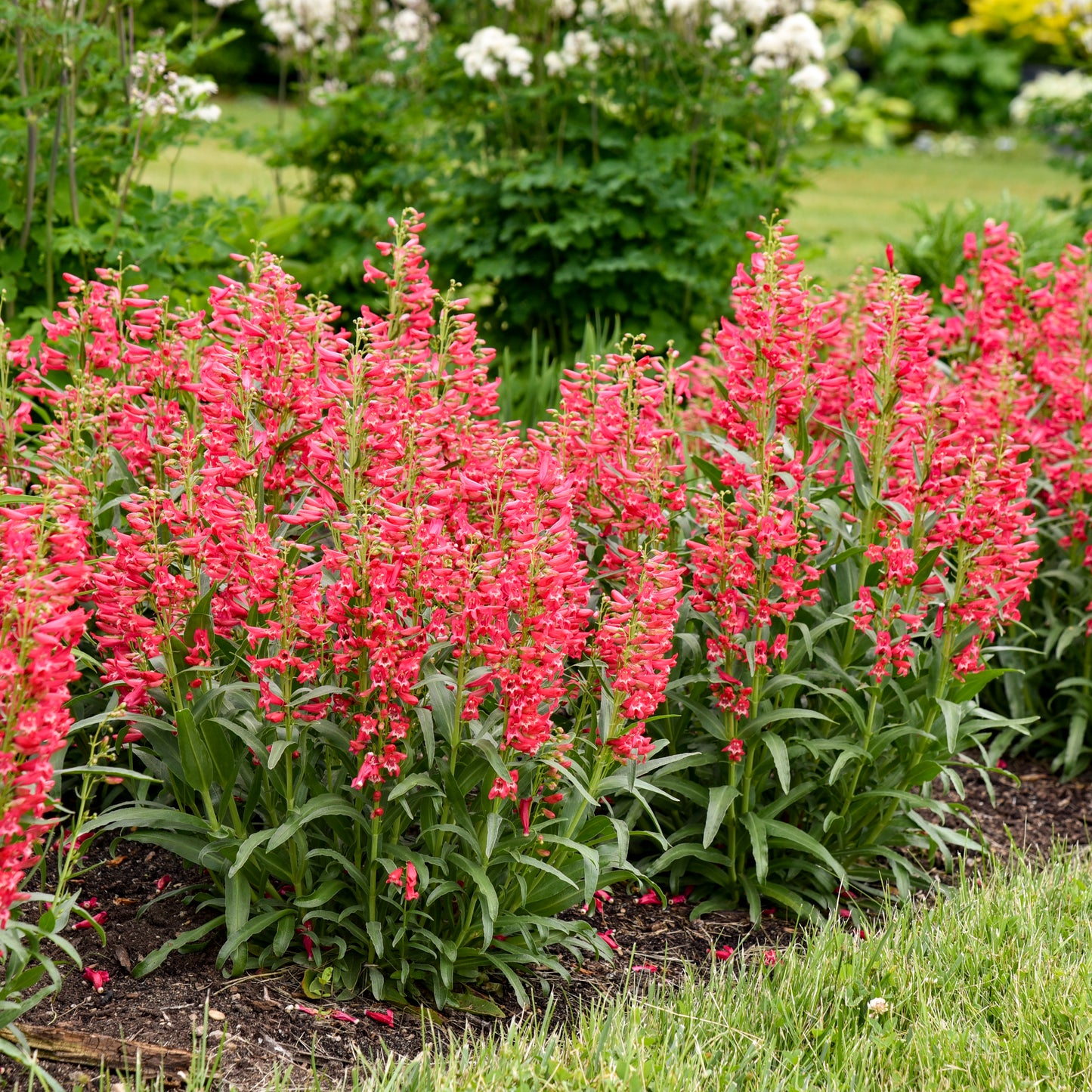 Beardtongue Bejeweled 'Rose Rhinestone' (Penstemon)