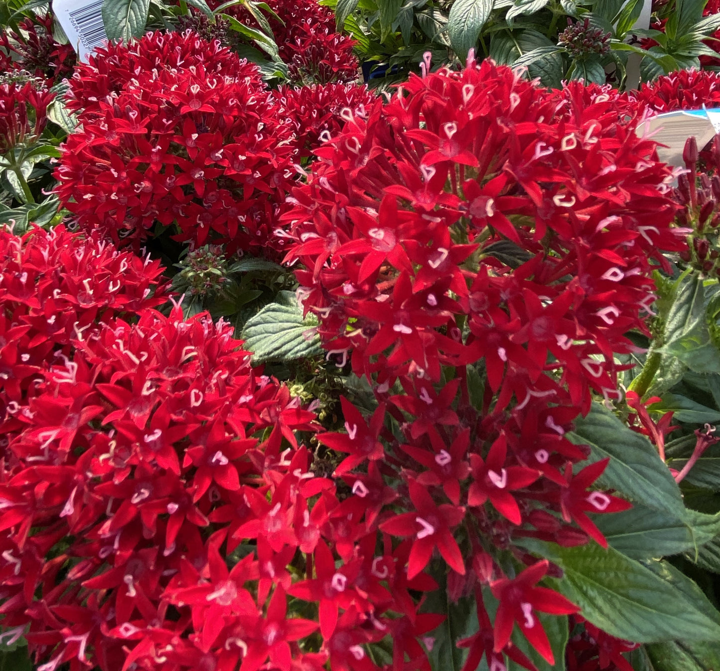 penta flower seeds Star Flower (Pentas) – Passiglia Landscape, Nursery & Garden Center