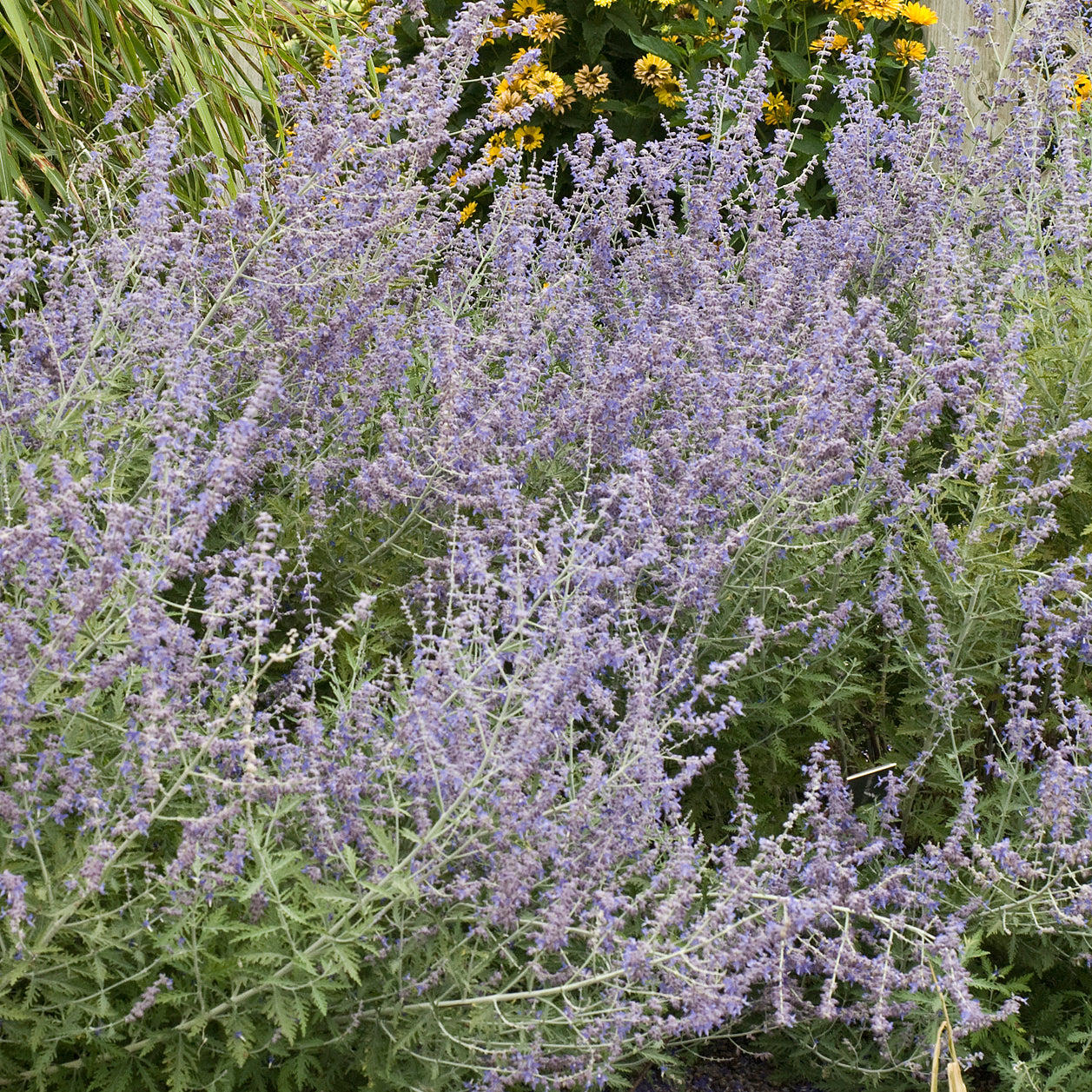 Sage, Russian (Perovskia)
