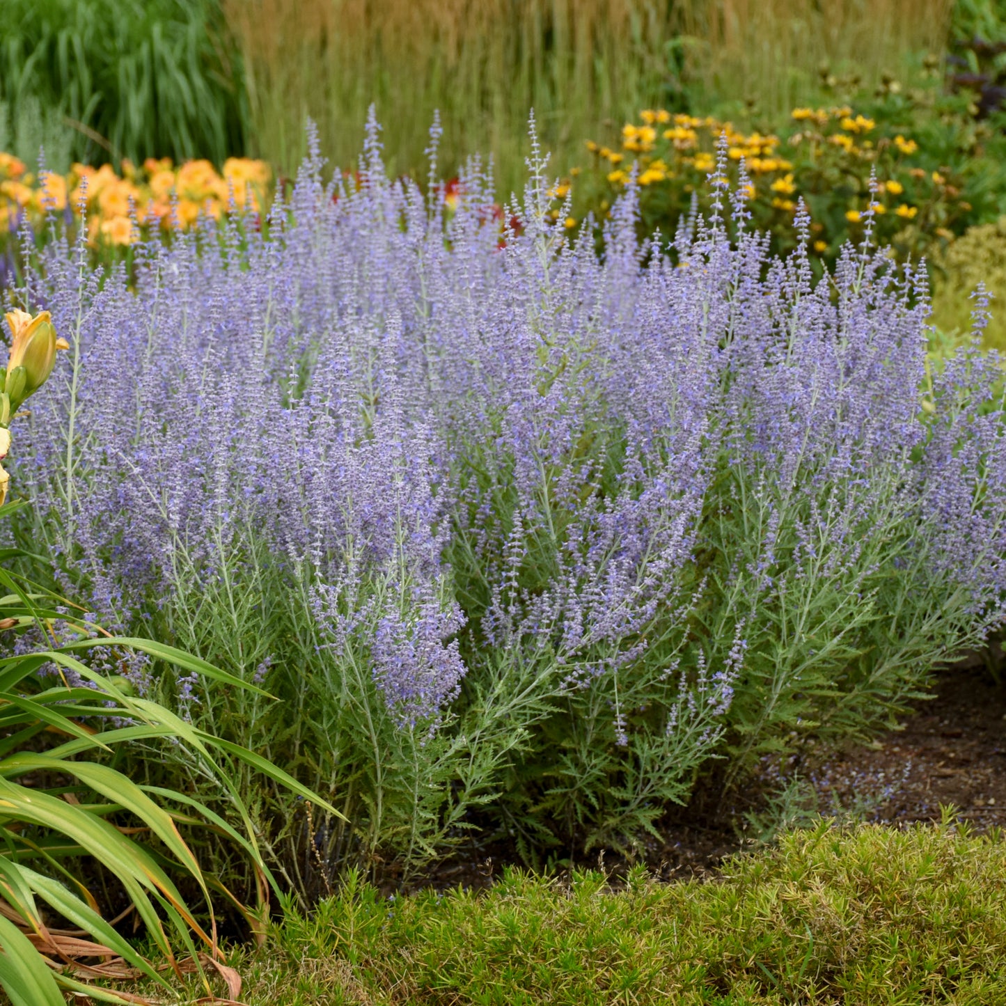 Sage, Russian 'Blue Jean Baby' (Perovskia)