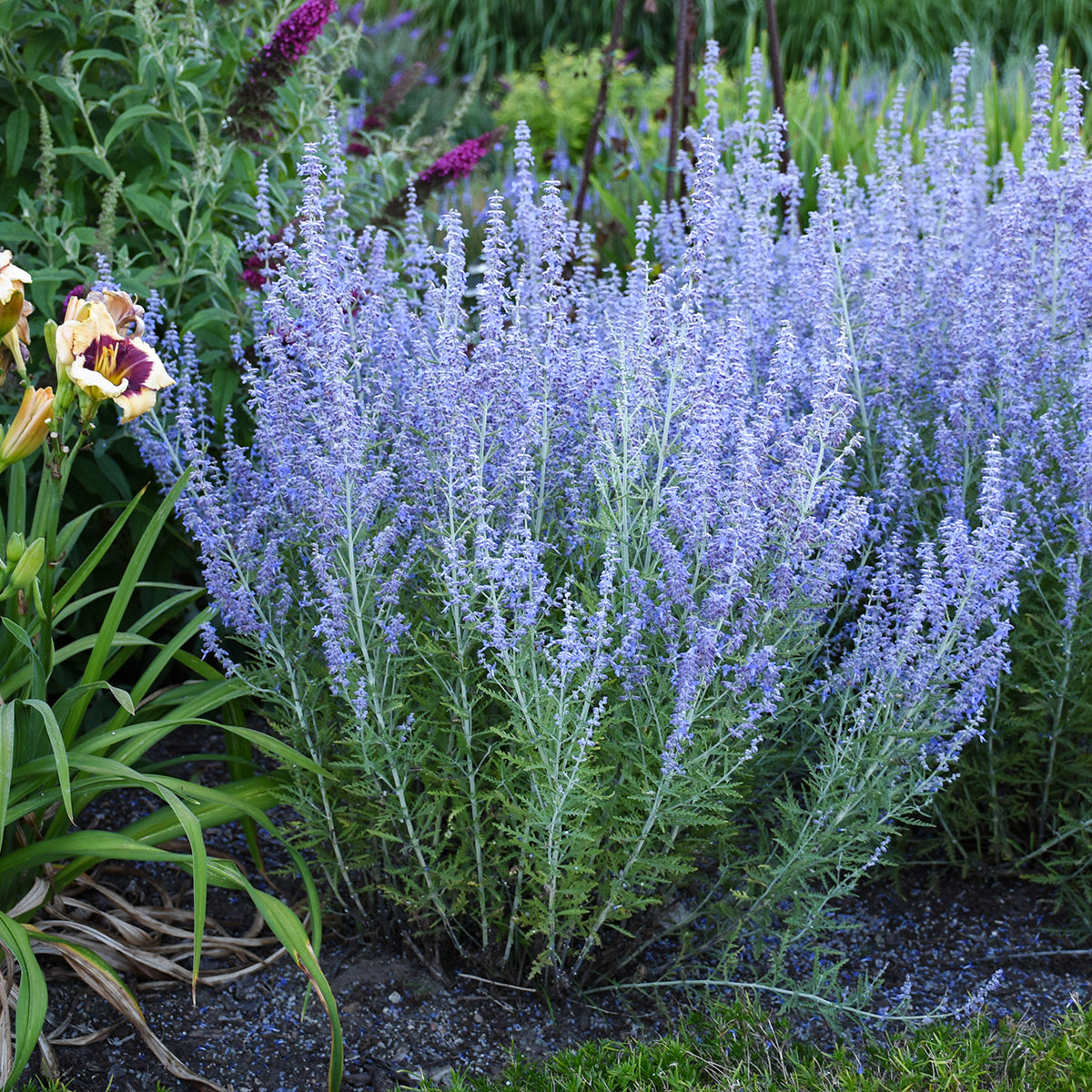 Sage, Russian 'Blue Jean Baby' (Perovskia)