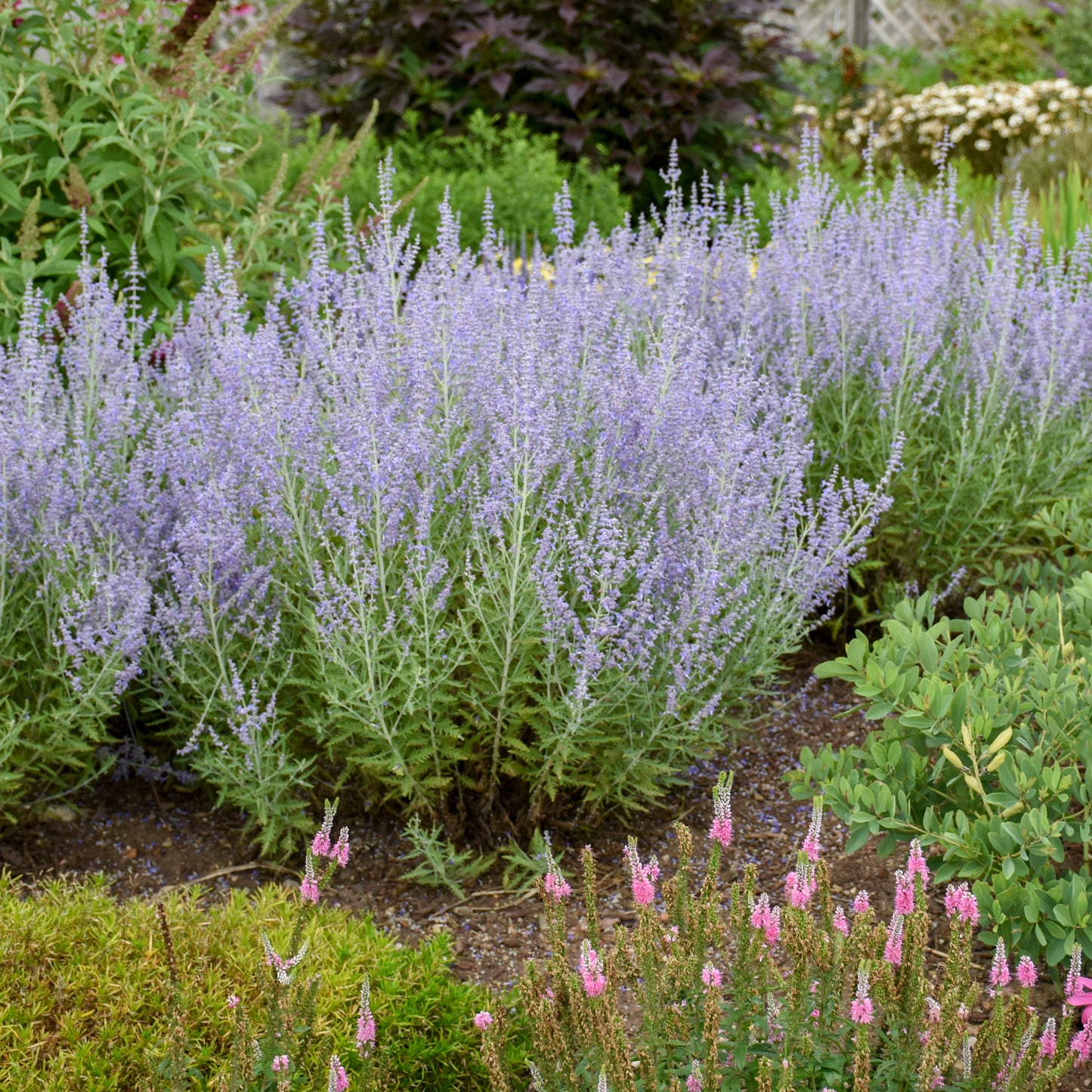 Sage, Russian 'Blue Jean Baby' (Perovskia)