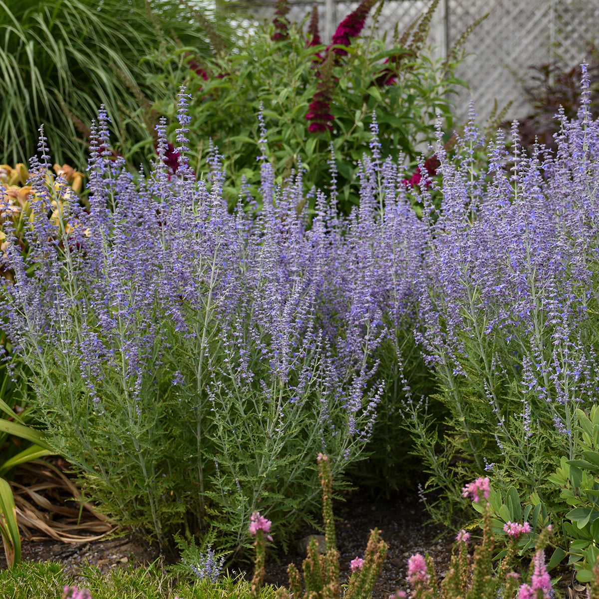 Sage, Russian 'Blue Jean Baby' (Perovskia)