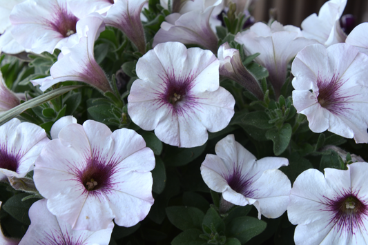 Petunia ×atkinsiana