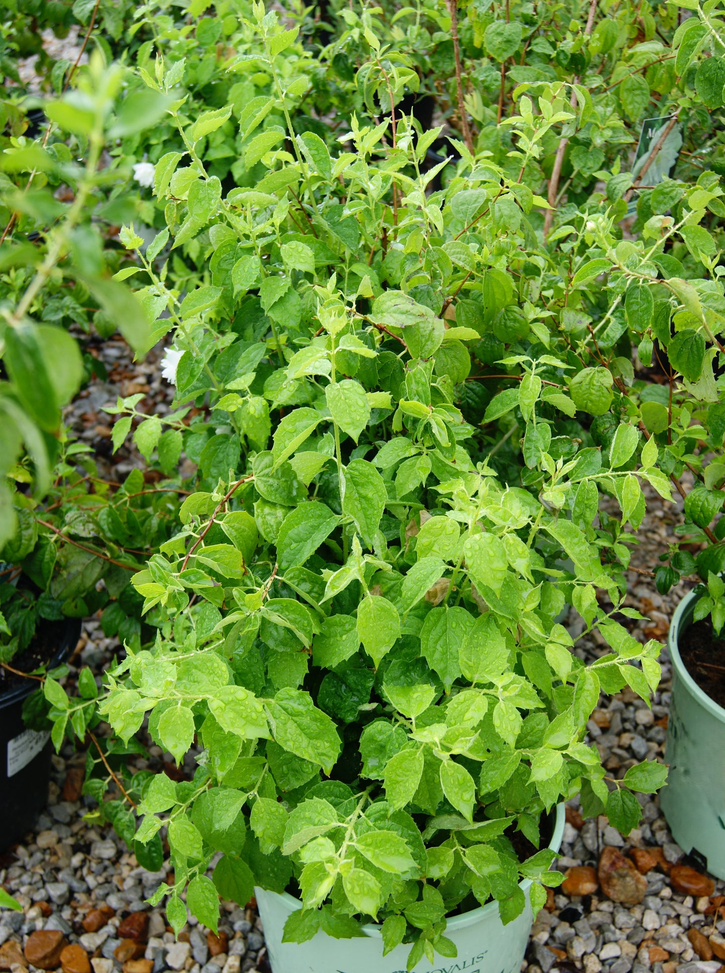Mock Orange, Double Petal 'Pearls of Perfume' (Philadelphus)