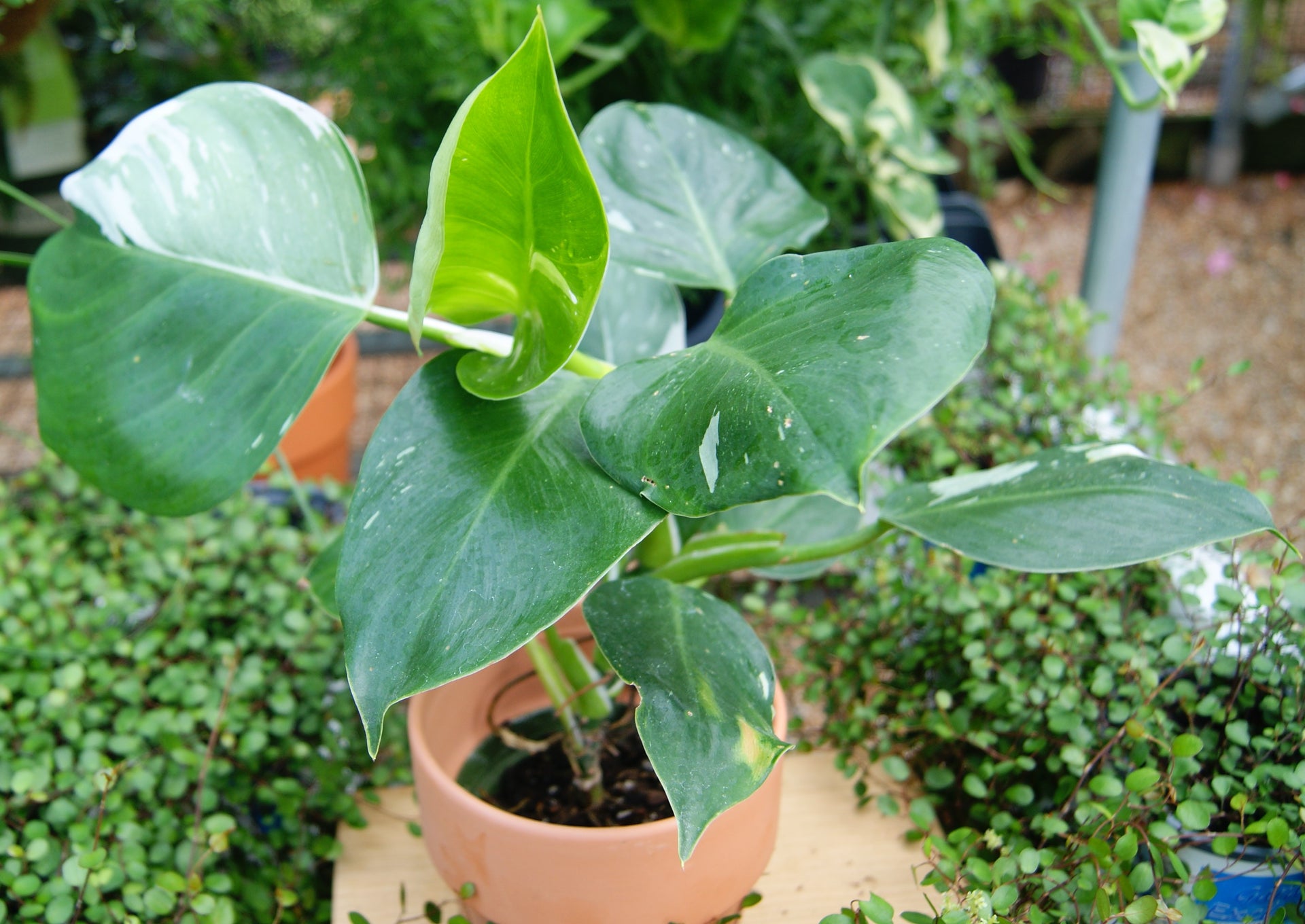 Philodendron 'White Knight' (Philodendron) – Passiglia Landscape, Nursery &  Garden Center