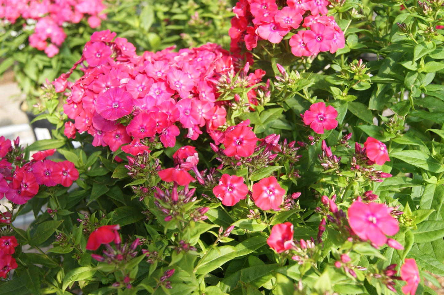 Phlox, Tall Garden 'Flame Pro Cerise' (Phlox)