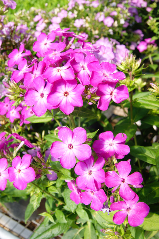 Phlox paniculata 'Flame Pro Purple'