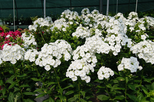 Phlox paniculata 'Luminary Backlight'