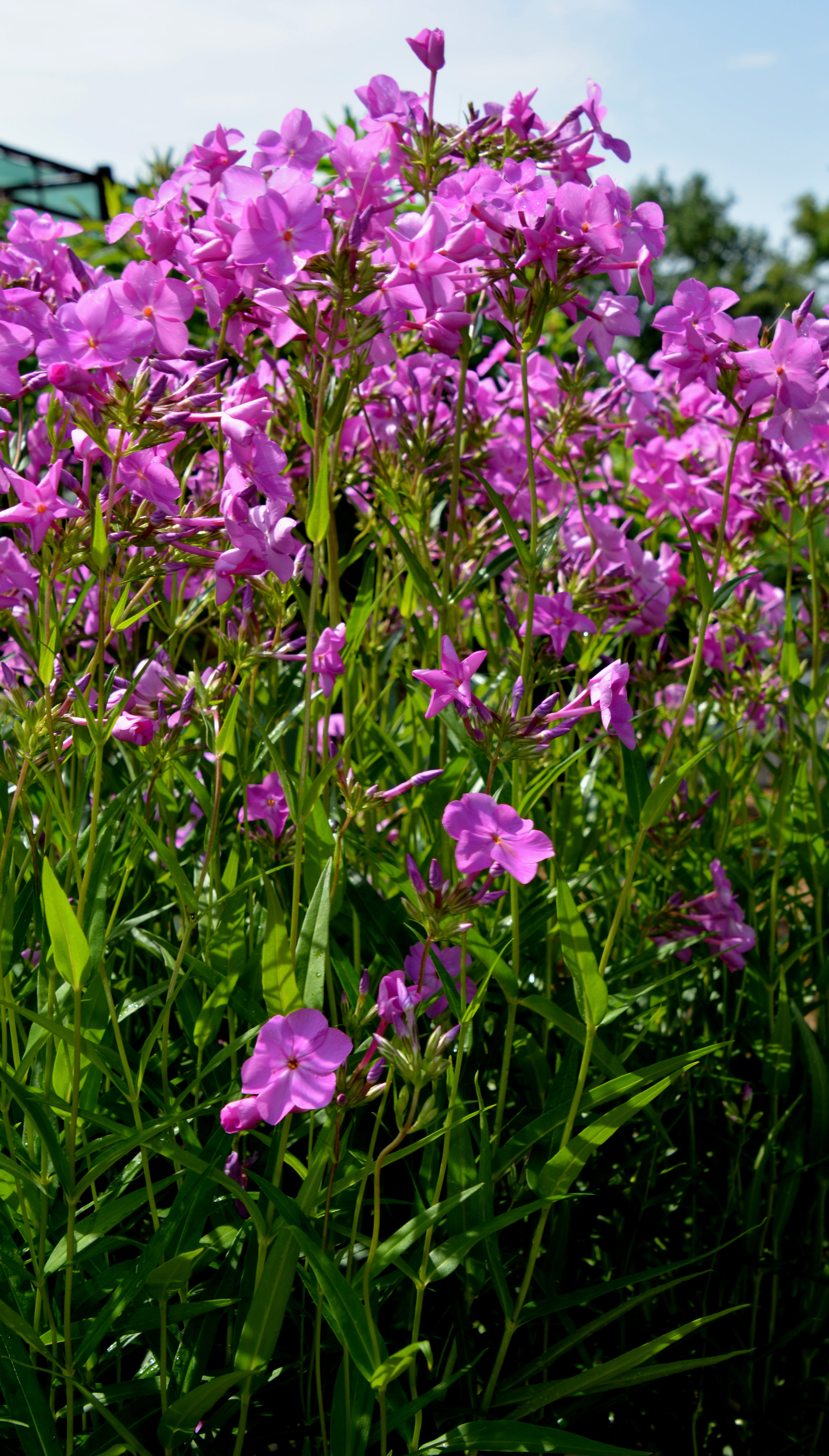 Phlox, Tall Garden Hybrid 'Opening Act Ultrapink' (Phlox