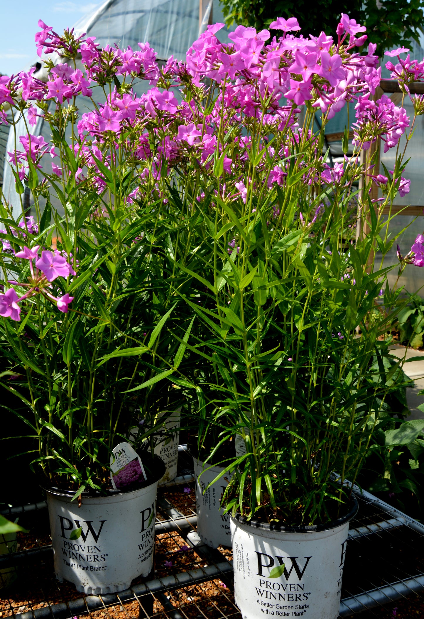 Phlox x paniculata 'Opening Act Ultrapink'