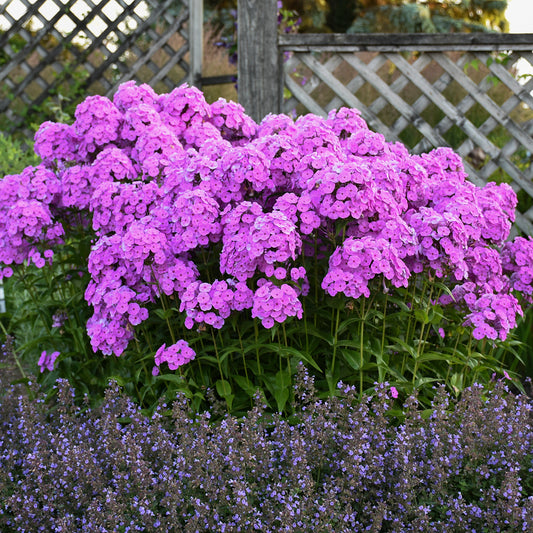 Phlox, Tall Garden 'Early Flamingo' (Phlox)