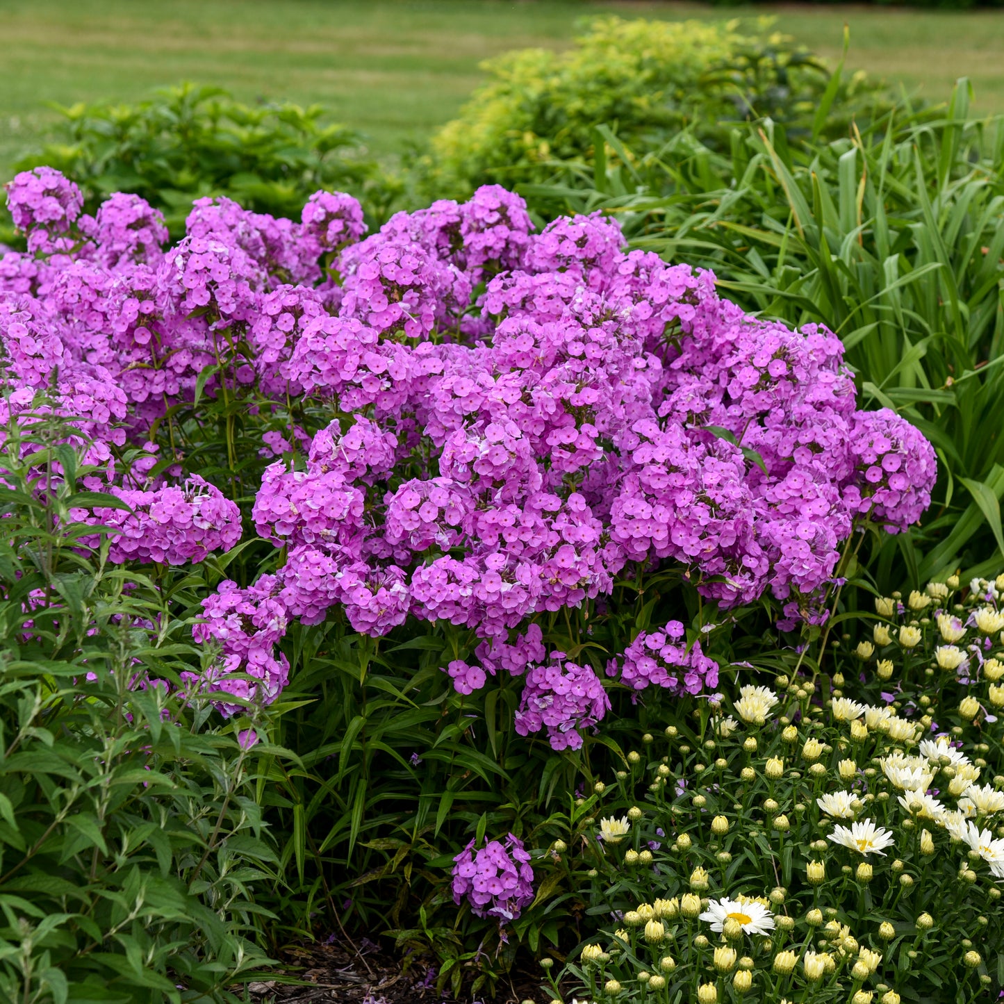 Phlox, Tall Garden 'Early Flamingo' (Phlox)