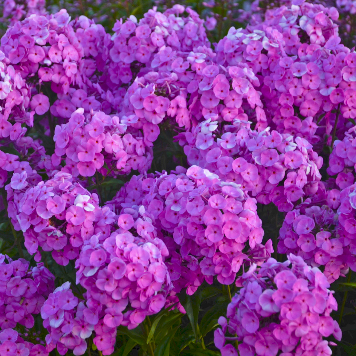 Phlox, Tall Garden 'Early Flamingo' (Phlox)