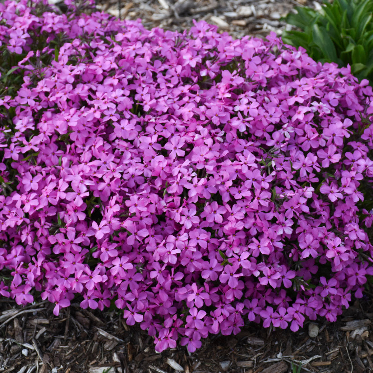 Phlox, Tall Garden 'Magenta Sprite' (Phlox)