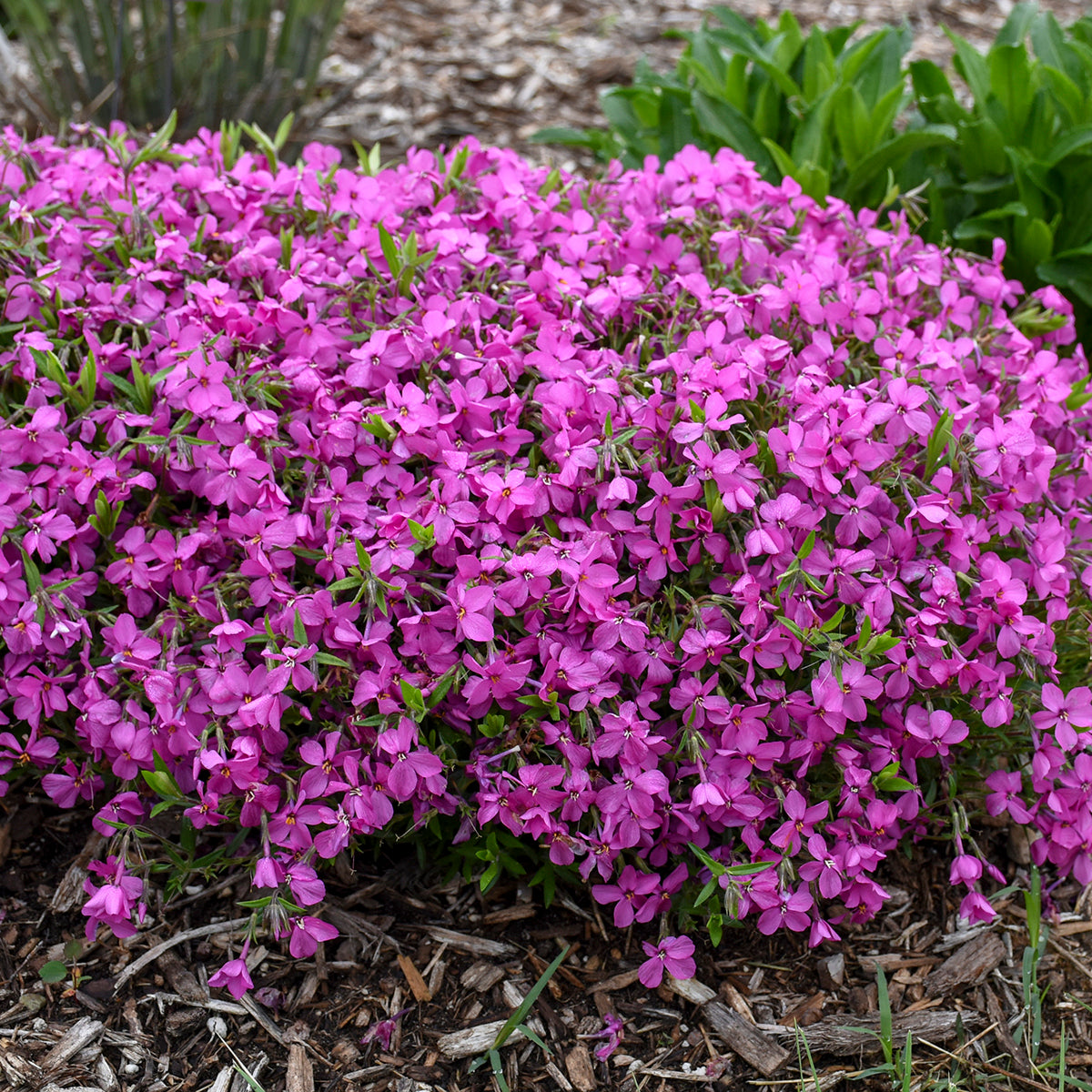 Phlox, Tall Garden 'Magenta Sprite' (Phlox)