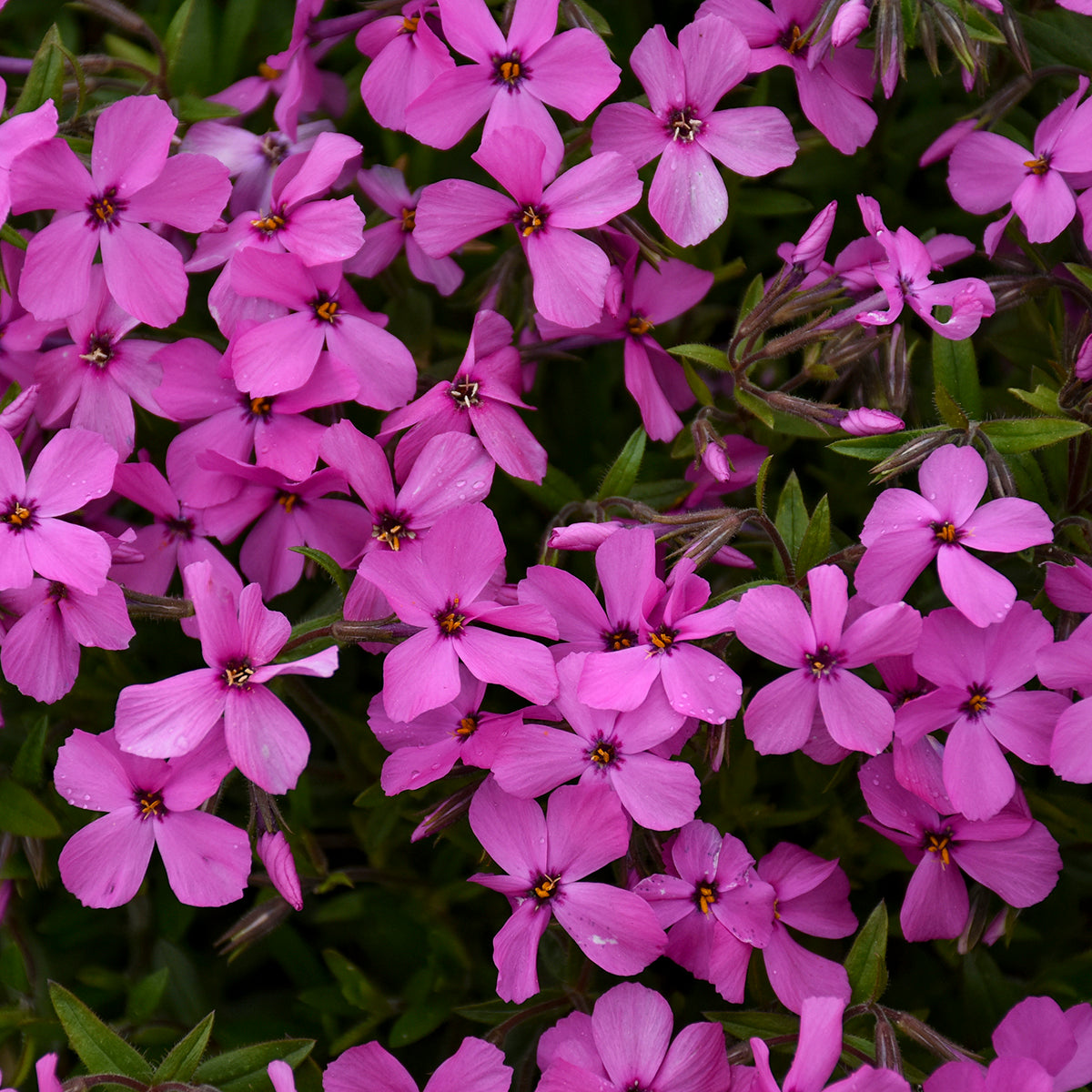 Phlox, Tall Garden 'Magenta Sprite' (Phlox)