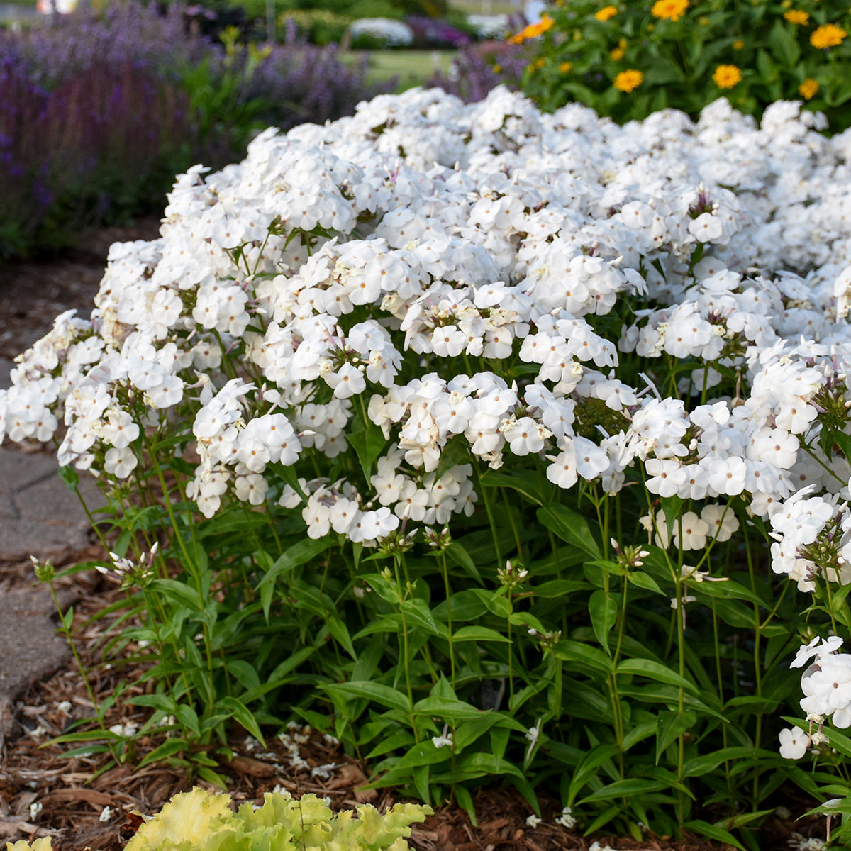 Phlox, Tall Garden Hybrid 'Opening Act White' (Phlox)