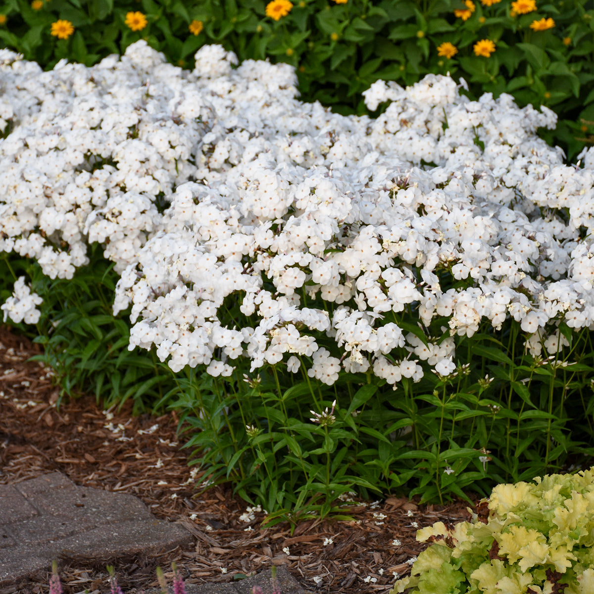 Phlox, Tall Garden Hybrid 'Opening Act White' (Phlox)