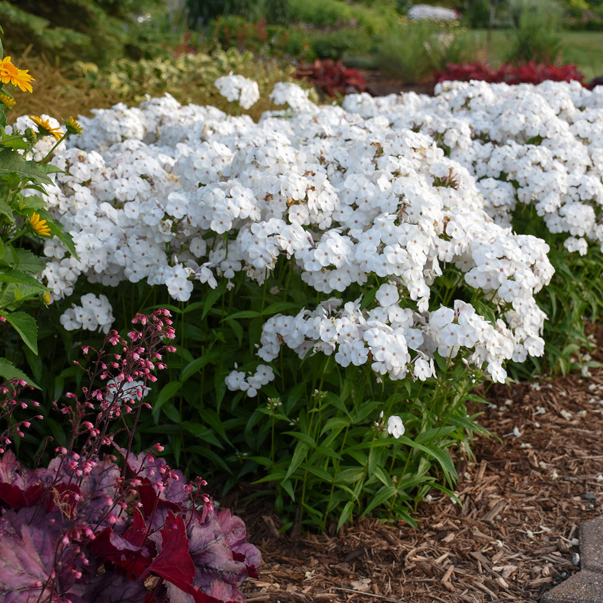 Phlox, Tall Garden Hybrid 'Opening Act White' (Phlox)