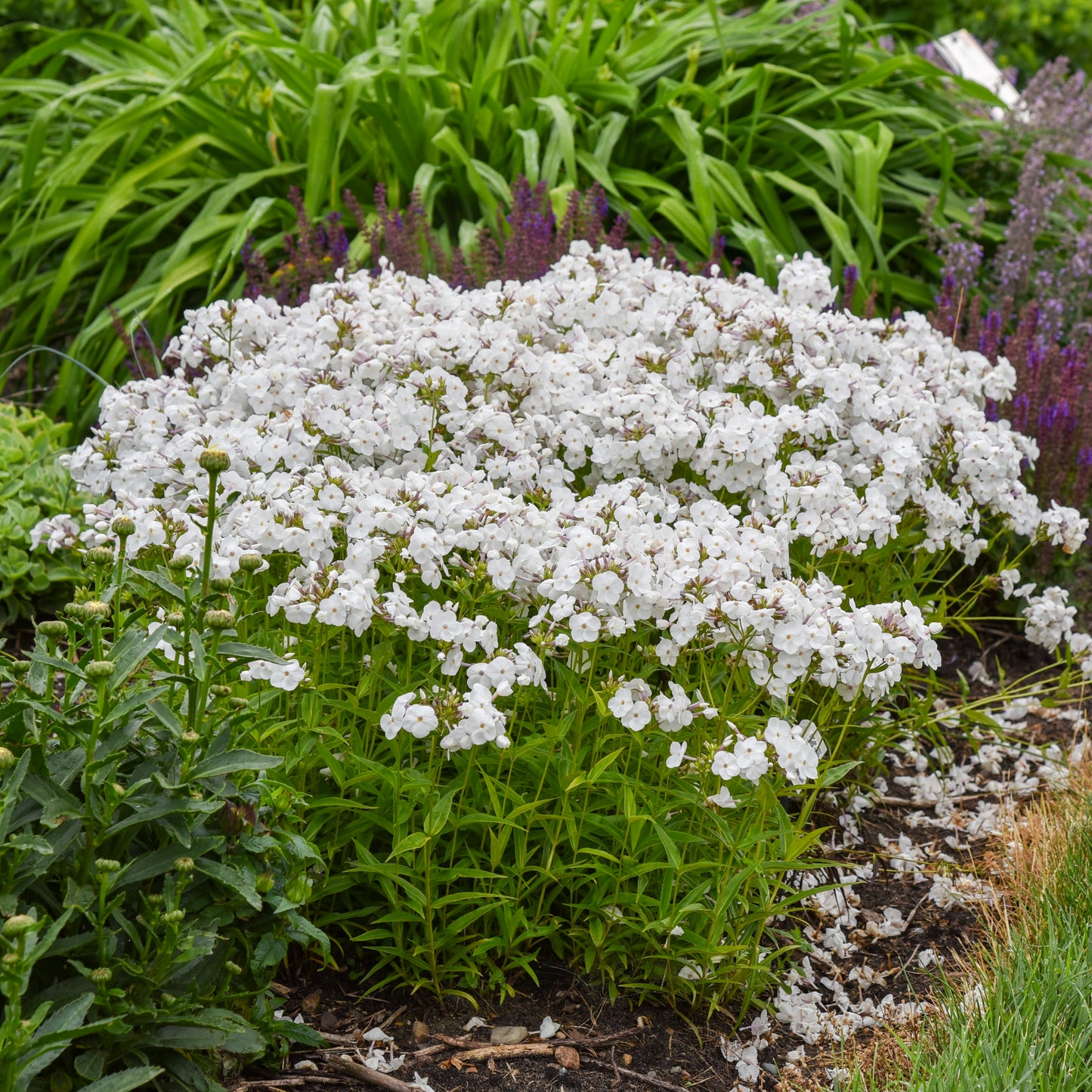 Phlox, Tall Garden Hybrid 'Opening Act White' (Phlox)