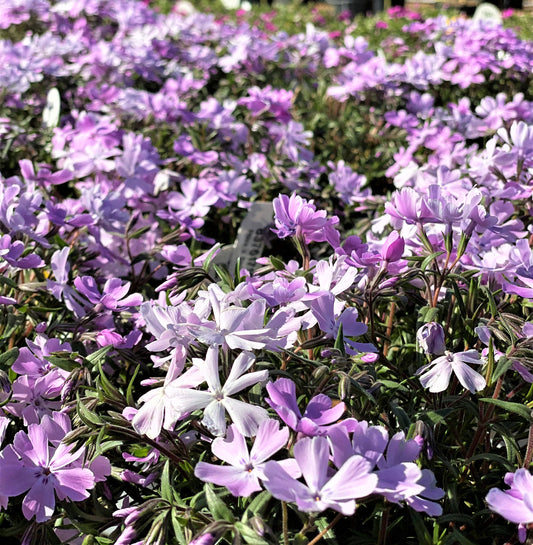 Phlox subulata 'Emerald Blue'