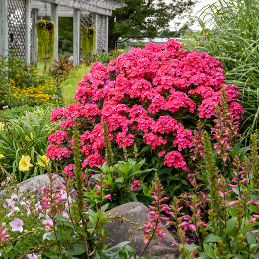 Phlox, Tall Garden 'Glamour Girl' (Phlox)