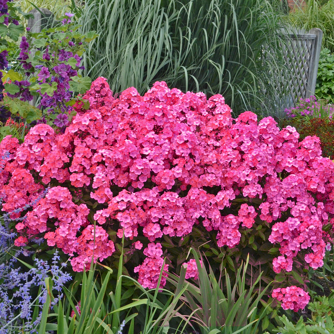 Phlox, Tall Garden 'Glamour Girl' (Phlox)