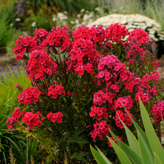 Phlox, Tall Garden 'Red Riding Hood' (Phlox)