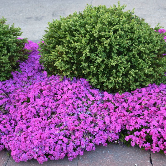 Phlox, Creeping 'Drummonds Pink' (Phlox)