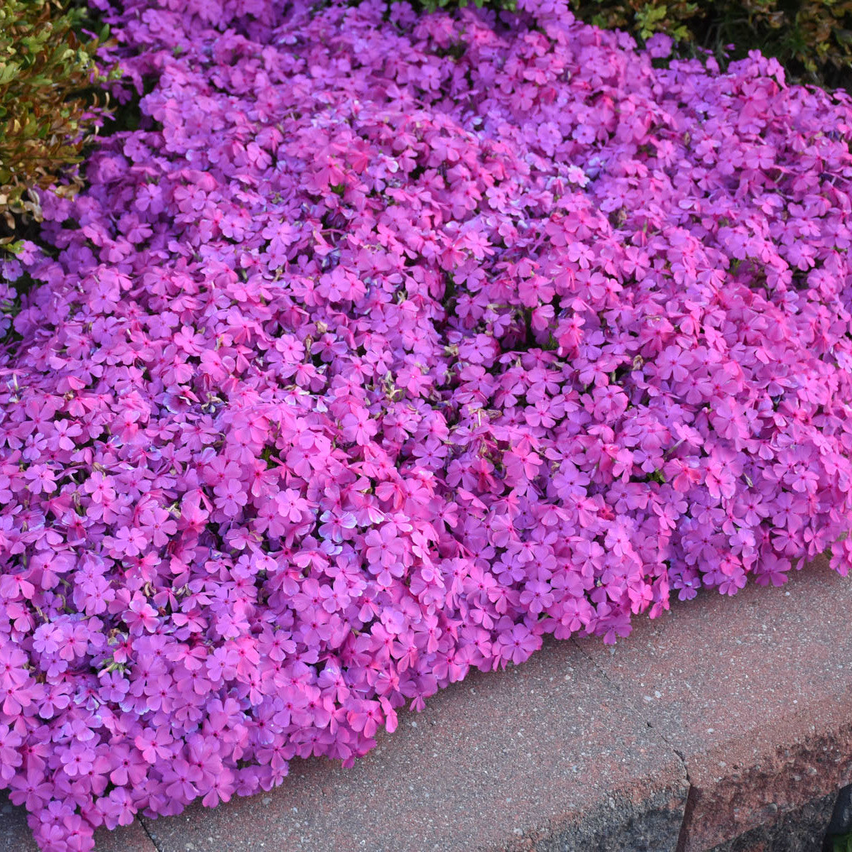 Phlox, Creeping 'Drummonds Pink' (Phlox)