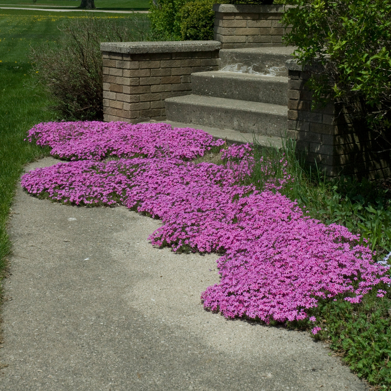 Phlox, Creeping 'Red Wings' (Phlox)