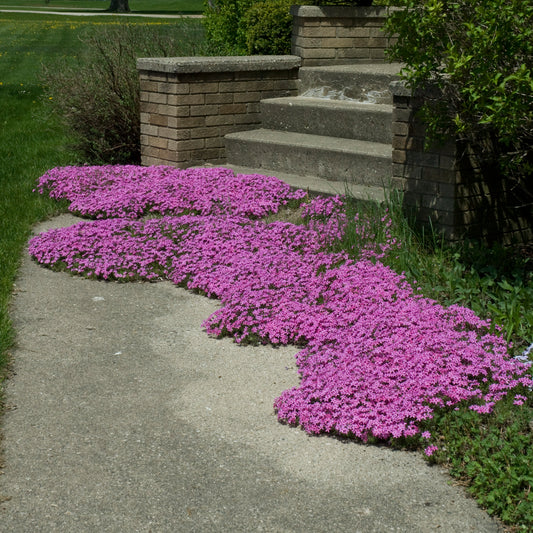 Phlox, Creeping 'Red Wings' (Phlox)
