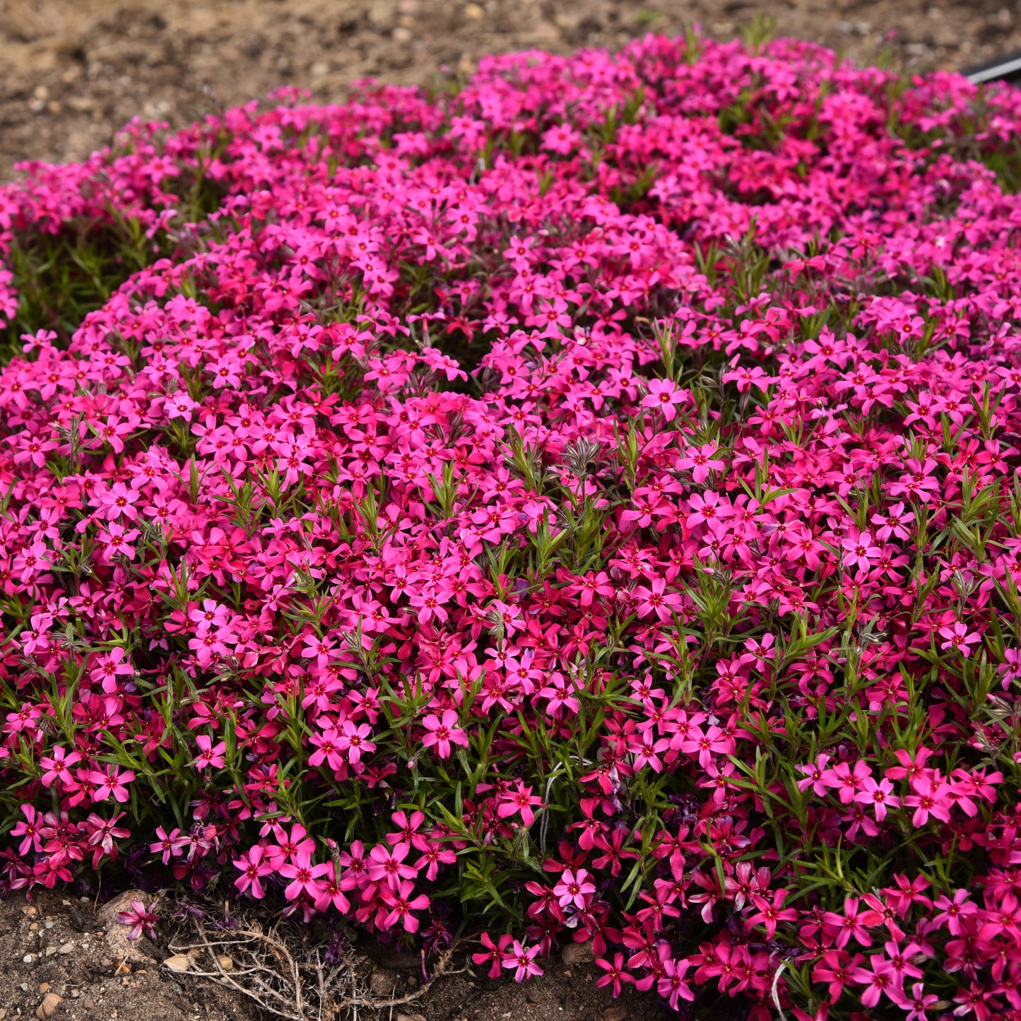 Phlox, Creeping 'Red Wings' (Phlox)