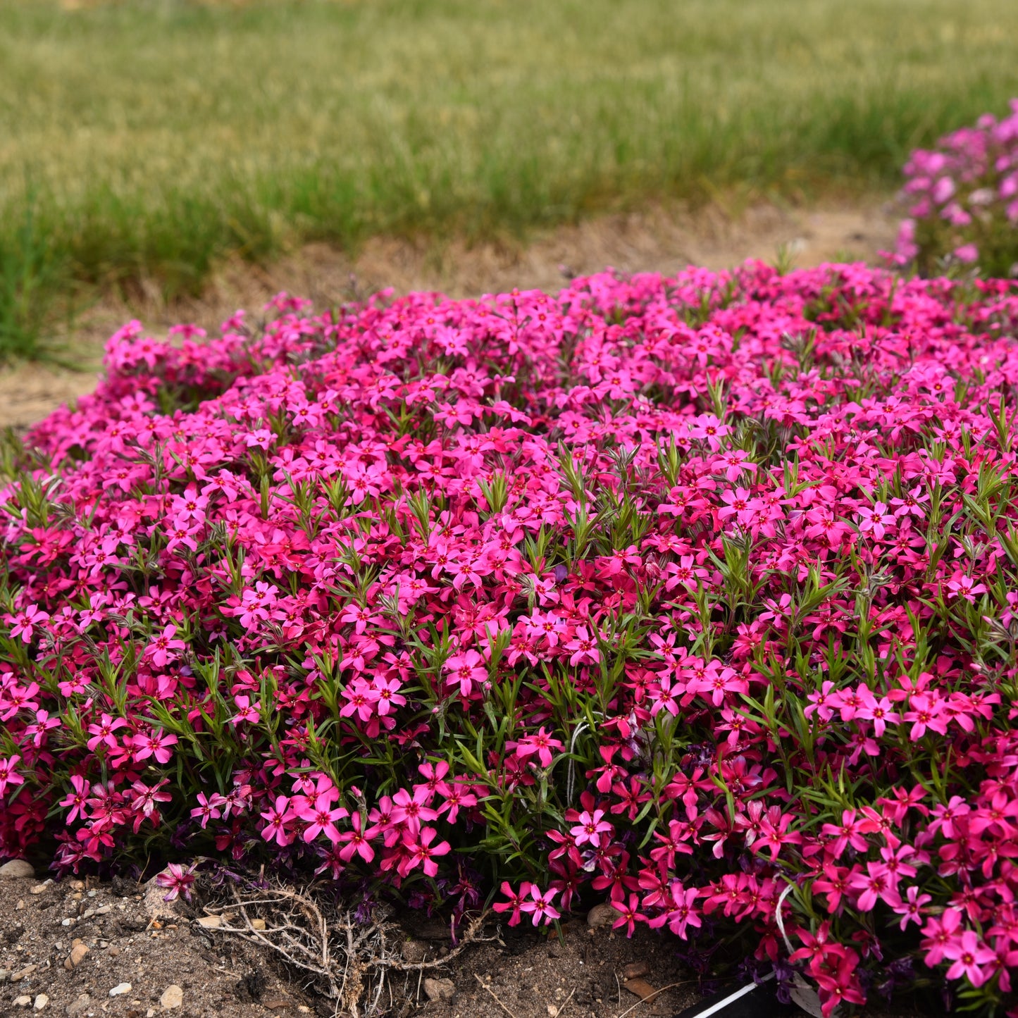 Phlox, Creeping 'Red Wings' (Phlox)