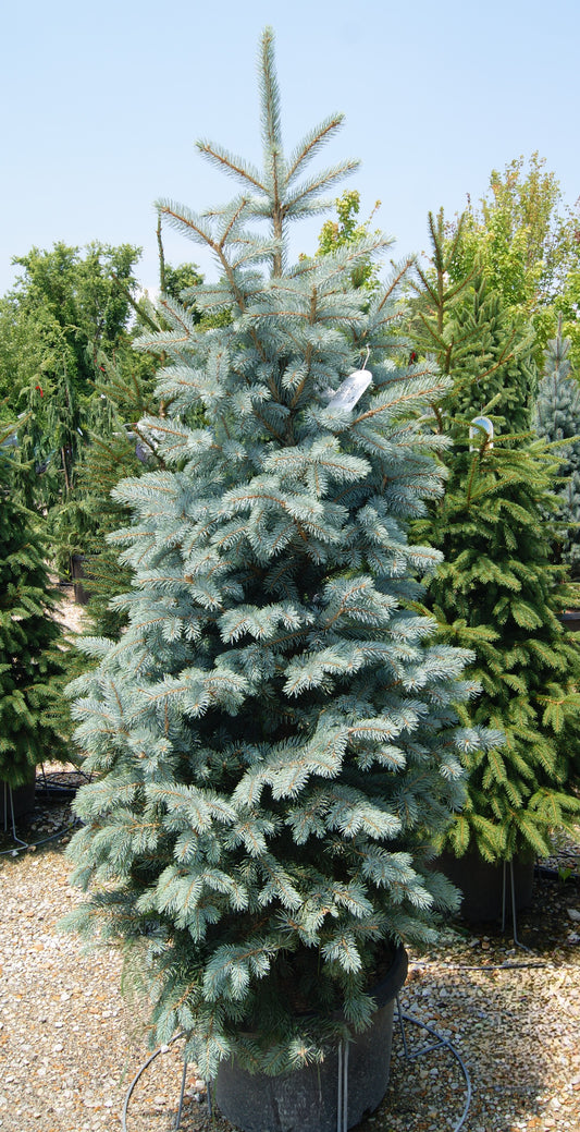 Picea pungens 'Baby Blue Eyes'