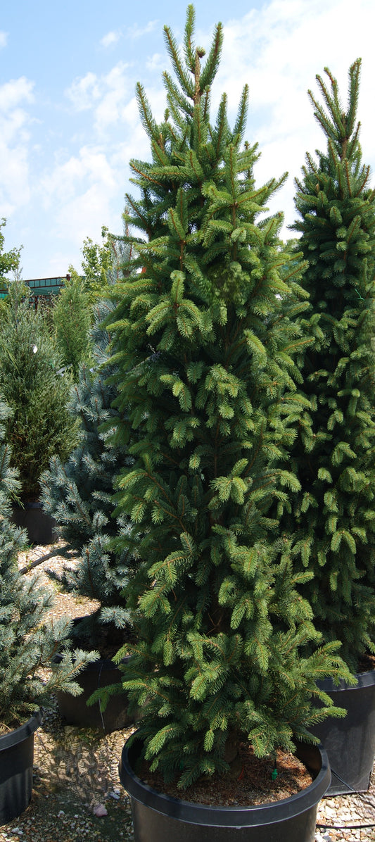 Picea abies 'Cupressina'