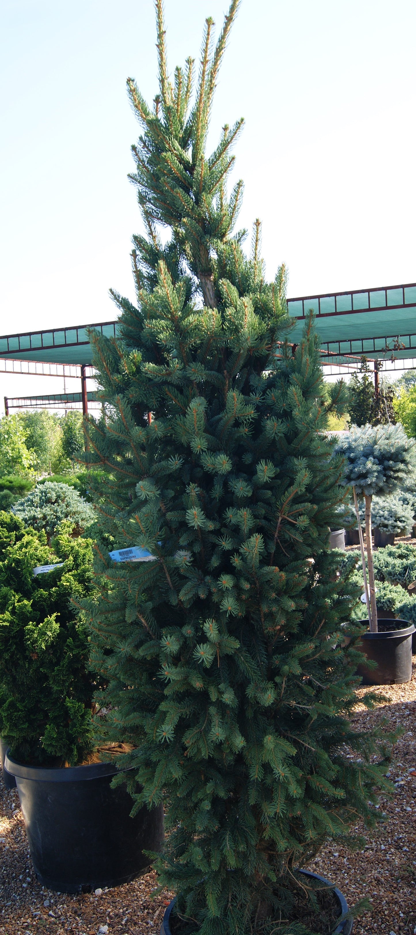 Picea abies 'Cupressina'