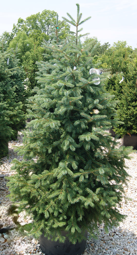 Picea glauca 'Densata'