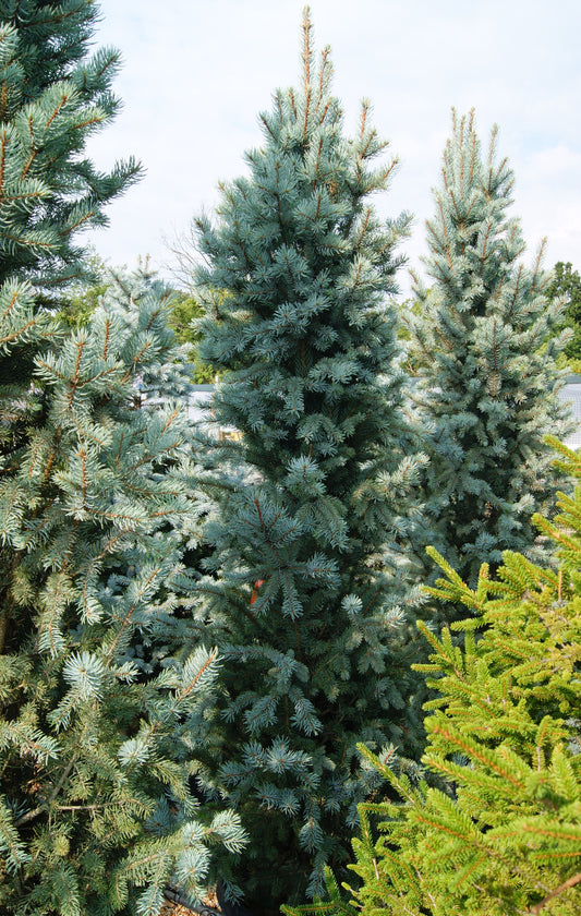 Picea pungens glauca 'Fastigiata'