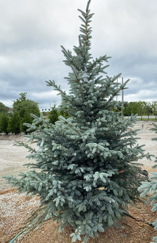 Picea pungens 'Fat Albert'